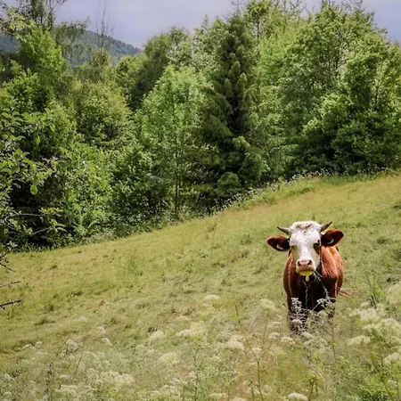 Pod Mogielica Chyszowki