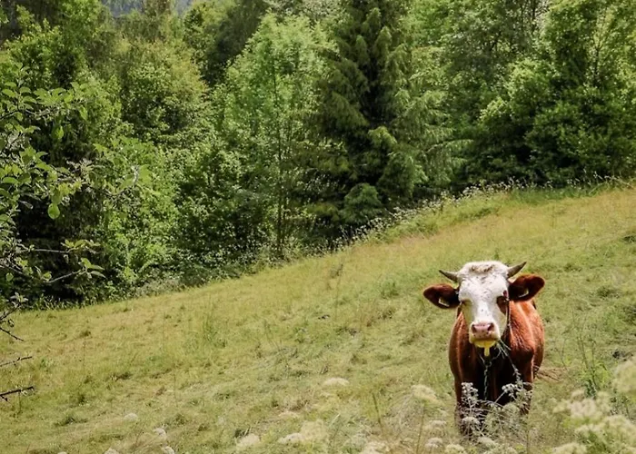 Pod Mogielicą Chyszowki